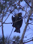 Glossy Black Cockatoo.JPG (74 KB)